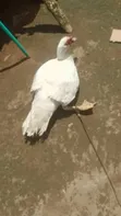 Maza Masu Girma na Alade Muscovy - 2