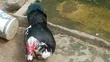 Maza Masu Girma na Alade Muscovy - 3