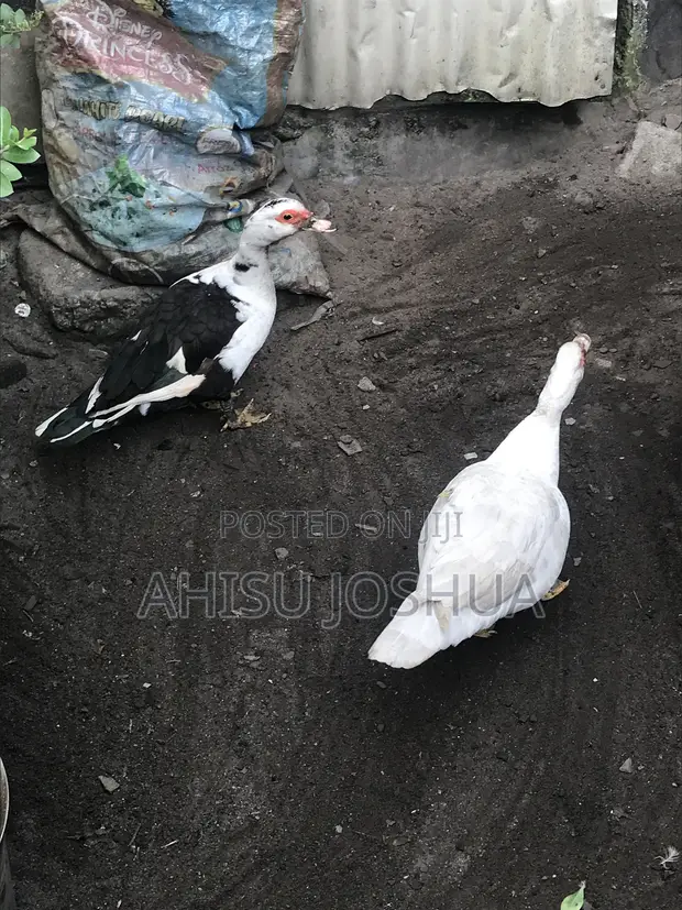 Eight Months Old Ducks for Sale - 1