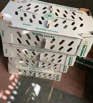 Ranar Rana Chicks - Broiler & Noiler Bambance-bambance