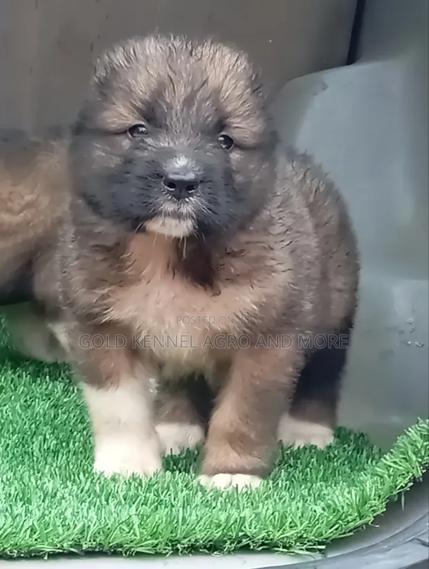 Purebred Caucasian Shepherd Puppy (1-3 Months) - 1