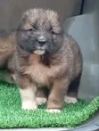Purebred Caucasian Shepherd Puppy (1-3 Months) - 1