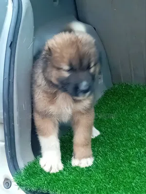 Purebred Caucasian Shepherd Puppy (1-3 Months)