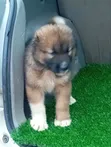 Purebred Caucasian Shepherd Puppy (1-3 Months) - 2