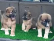 Purebred Caucasian Shepherd Puppy (1-3 Months) - 3