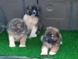 Purebred Caucasian Shepherd Puppy (1-3 Months) - 4