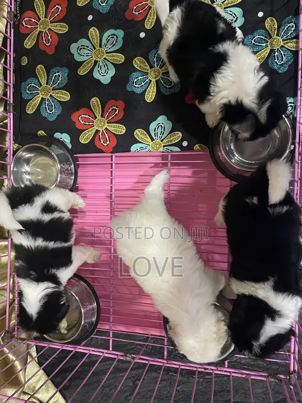 Purebred Lhasa Apso Puppy - 1-3 Months Old - 1