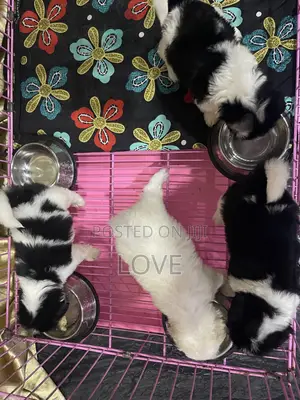 Purebred Lhasa Apso Puppy - 1-3 Months Old
