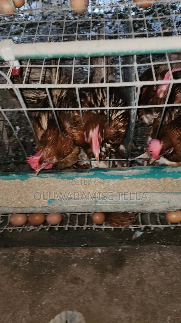 Old Layers Chickens - 1