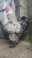 Pure Brahma Chickens - Day-Old Chicks & Matured Breeders - 2