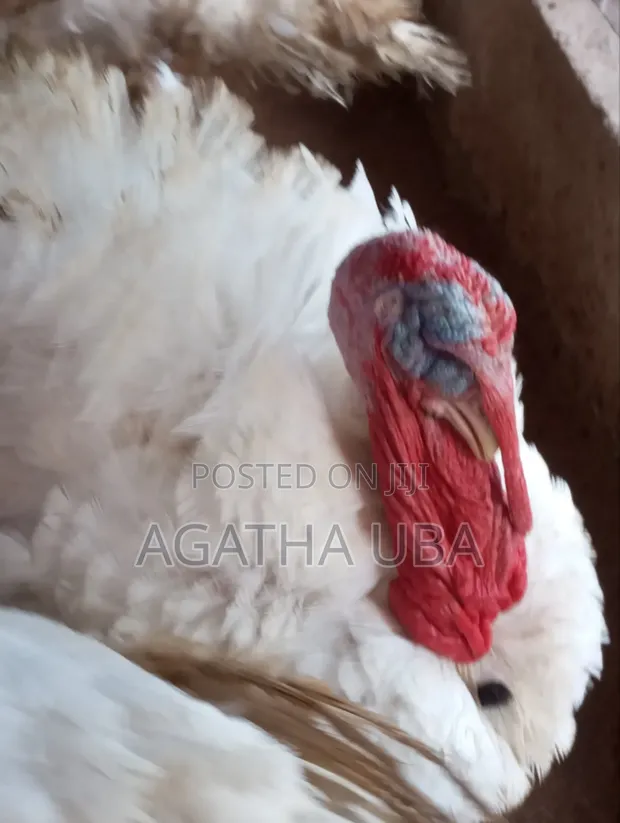 Organically Raised Turkey (6 Months Old) - 1