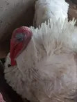 Organically Raised Turkey (6 Months Old) - 2