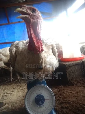 Dankali na Kasashen Waje - 15kg