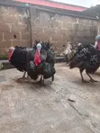 Extremely Big Local Turkeys for Sale - 1
