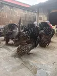 Extremely Big Local Turkeys for Sale - 2