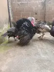 Extremely Big Local Turkeys for Sale - 3