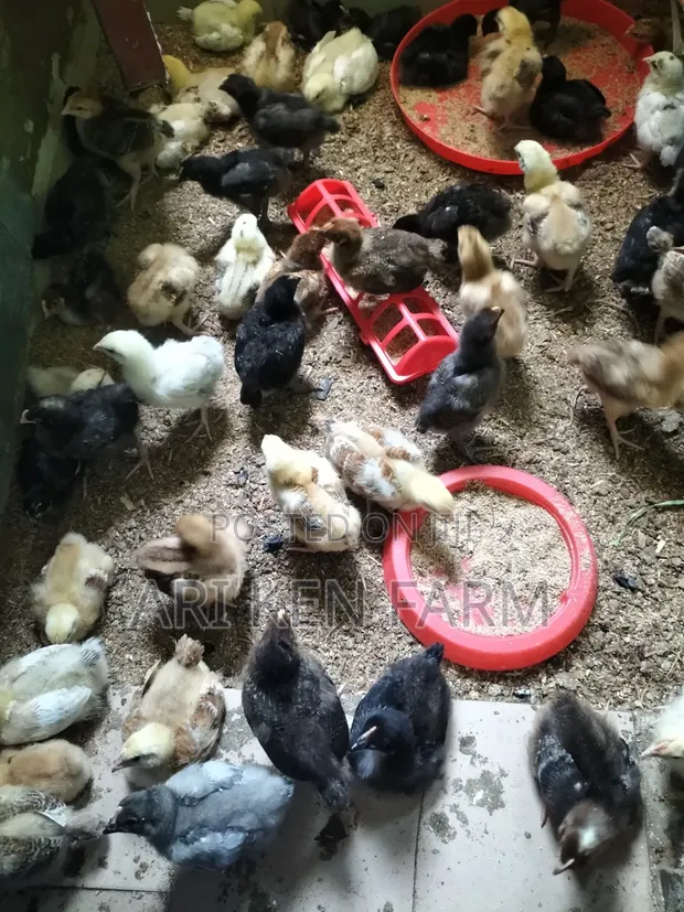 Quality Noiler Chicken for Easter 2027 - 1