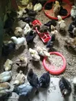 Quality Noiler Chicken for Easter 2027 - 1