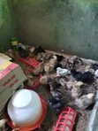 Quality Noiler Chicken for Easter 2027 - 2