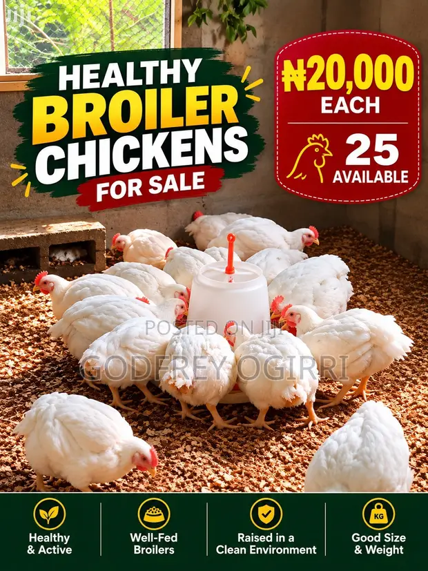 Kaji Masu Kyau na Broiler Don Siyarwa - 1