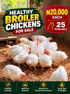 Healthy Broiler Chickens for Sale