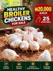 Kaji Masu Kyau na Broiler Don Siyarwa - 1