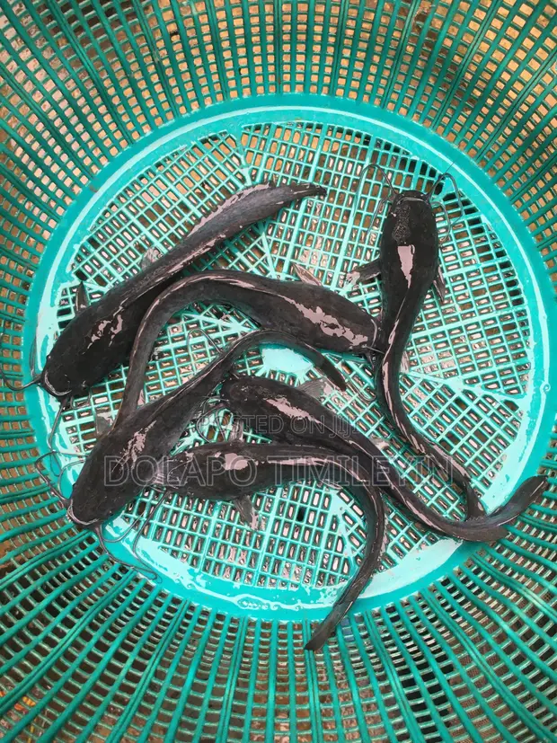 B-Bangania Catfish Farm - Clarias Juveniles & Jumbo - 1