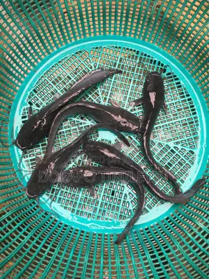 B-Bangania Catfish Farm - Clarias Yara & Babba