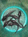 B-Bangania Catfish Farm - Clarias Juveniles & Jumbo - 2