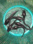 B-Bangania Catfish Farm - Clarias Juveniles & Jumbo - 3