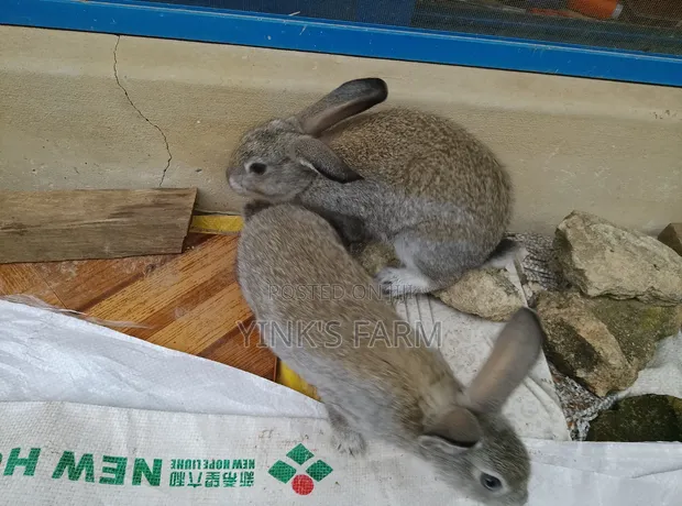 Chinchilla Rabbits - Maza da Mata na Gaskiya - 1