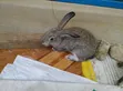 Chinchilla Rabbits - Maza da Mata na Gaskiya - 2