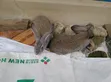 Chinchilla Rabbits - Maza da Mata na Gaskiya - 3