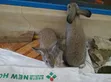 Chinchilla Rabbits - Maza da Mata na Gaskiya - 4