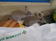 Chinchilla Rabbits - Maza da Mata na Gaskiya - 5