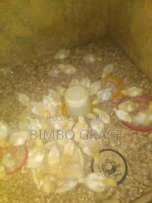 Kaji Masu Girman Makonni 4 (Broilers)
