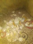 Kaji Masu Girman Makonni 4 (Broilers) - 1