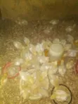 Kaji Masu Girman Makonni 4 (Broilers) - 2