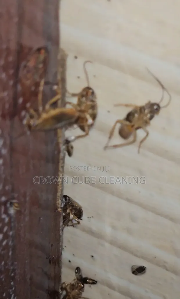 Effective Fumigation Services in Yaba - 1