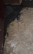 Effective Fumigation Services in Yaba - 3