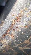 Bed Bug Fumigation & Pest Control Services - 2