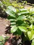 Soursop Tsaba masu inganci - 1