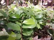 Soursop Tsaba masu inganci - 2