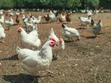 Wuraola Farms - Kaji masu rai na Broiler - 1