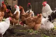 Wuraola Farms - Kaji masu rai na Broiler - 2