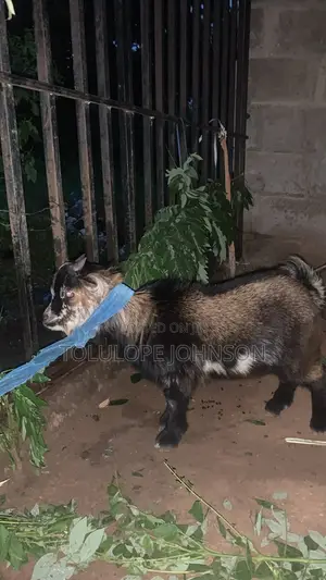 Akuya Namiji - 35kg, Lafiya