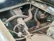 Daihatsu Applause 2000 White - 3