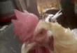 Kaji masu rai na gona - 2