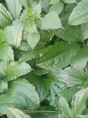 Ganyen Kabewa (Ugu) Sabo Kai Tsaye Daga Gona