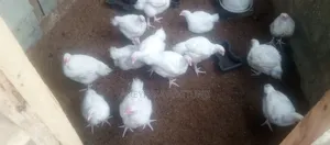 Kaji masu Lafiya don Siyarwa